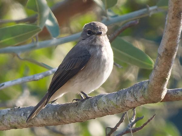 Grauwe vliegenvanger (Muscicapa striata)